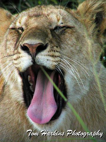 Being a lion is a tough life.jpg